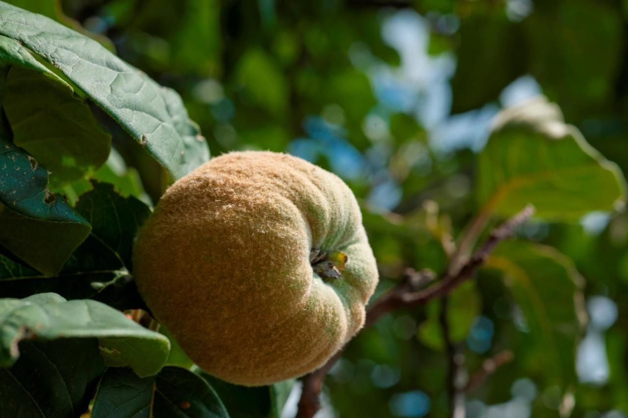 Дома для отпуска Holiday Home Neda Свети-Стефан-24