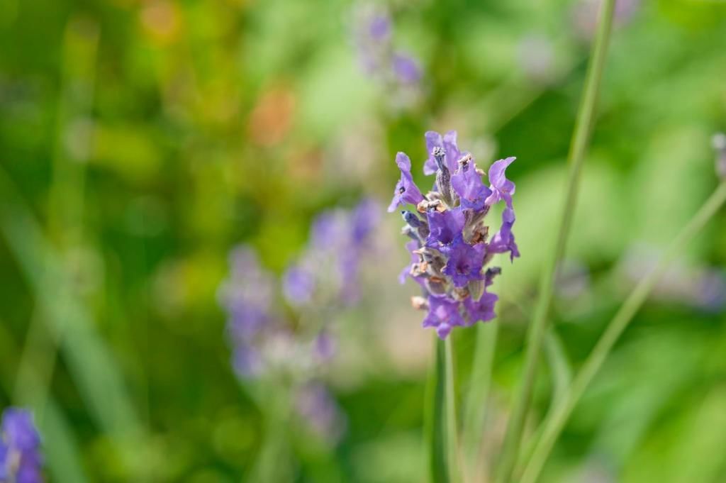 Дома для отпуска Holiday Home Neda Свети-Стефан-42