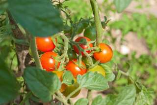 Дома для отпуска Holiday Home Neda Свети-Стефан Дом с 1 спальней-13