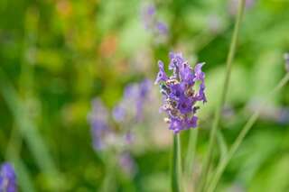 Дома для отпуска Holiday Home Neda Свети-Стефан Дом с 1 спальней-18