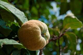 Дома для отпуска Holiday Home Neda Свети-Стефан Дом с 1 спальней-21