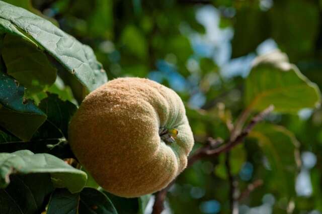 Дома для отпуска Holiday Home Neda Свети-Стефан-23